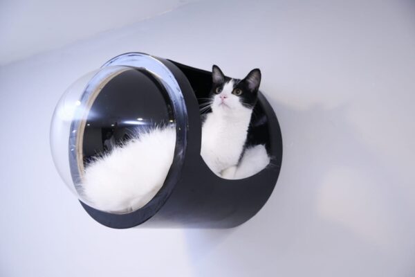burbuja flotante para gato