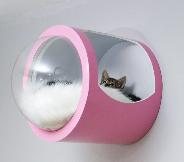 burbuja flotante para gato